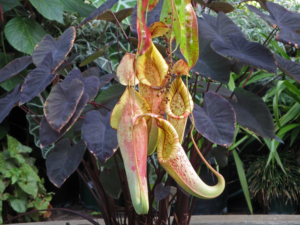 Another Pitcher Plant